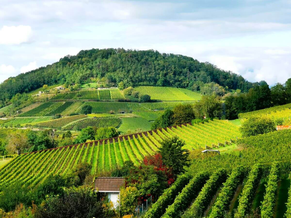 Blick auf die Weinberge zwischen Heppenheim und Bensheim