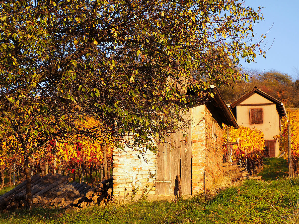 Herbstwanderung durch die Weinberge in Heppenheim /Bergstrasse