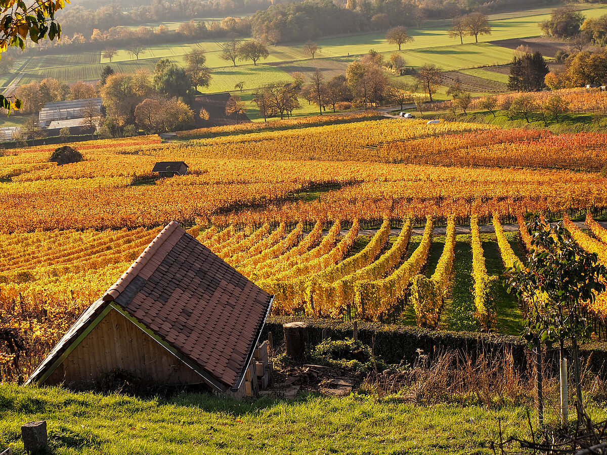 Heppenheim-Weinberge-Herbstspaziergang 