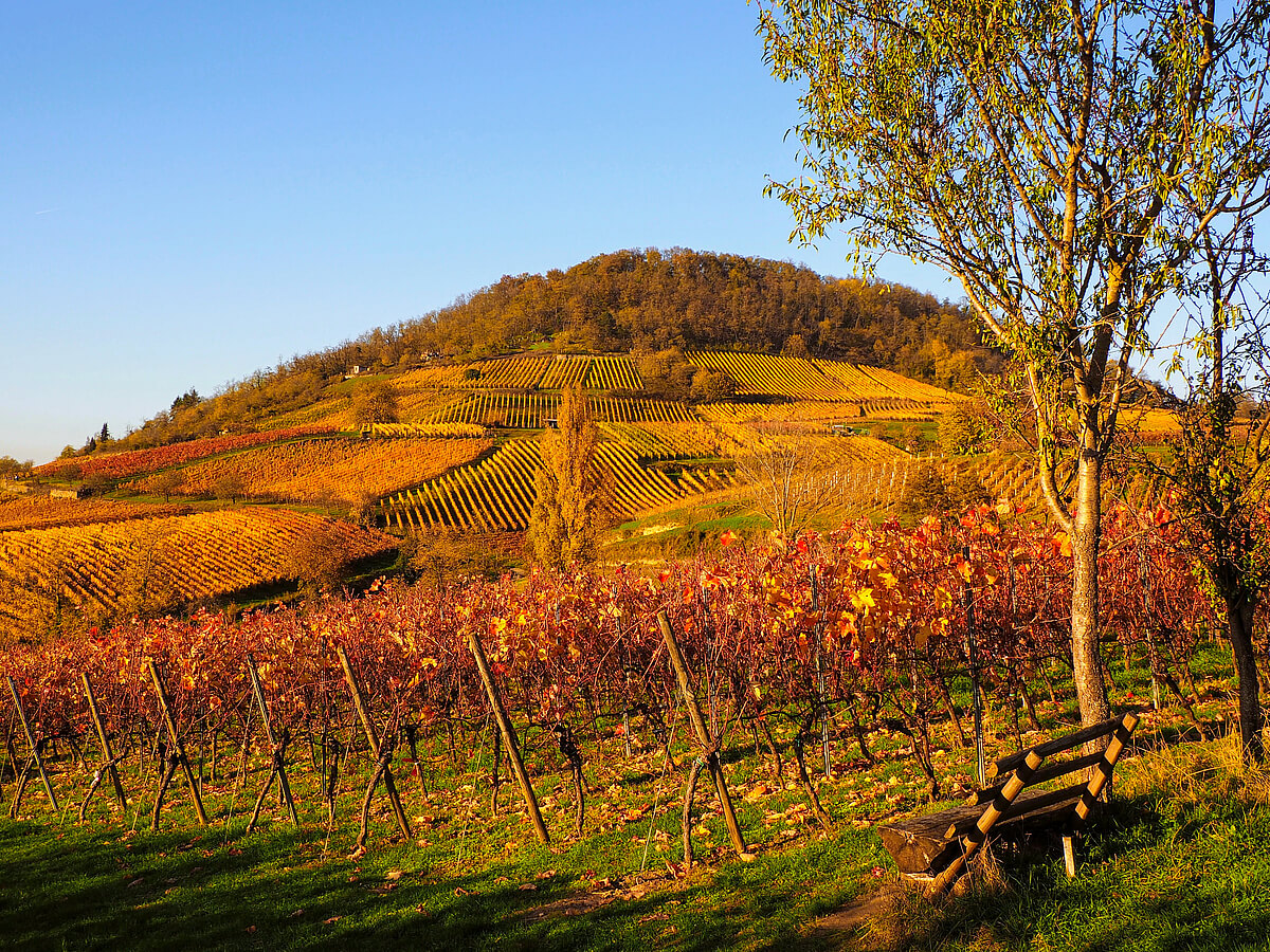 Herbst-Spaziergang Bergstrasse zwischen Bensheim und Heppenheim