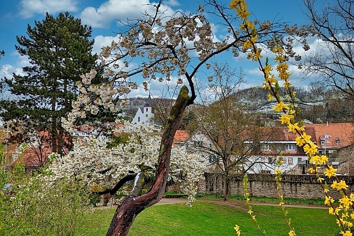 Frühlingsblüte in Zwingenberg