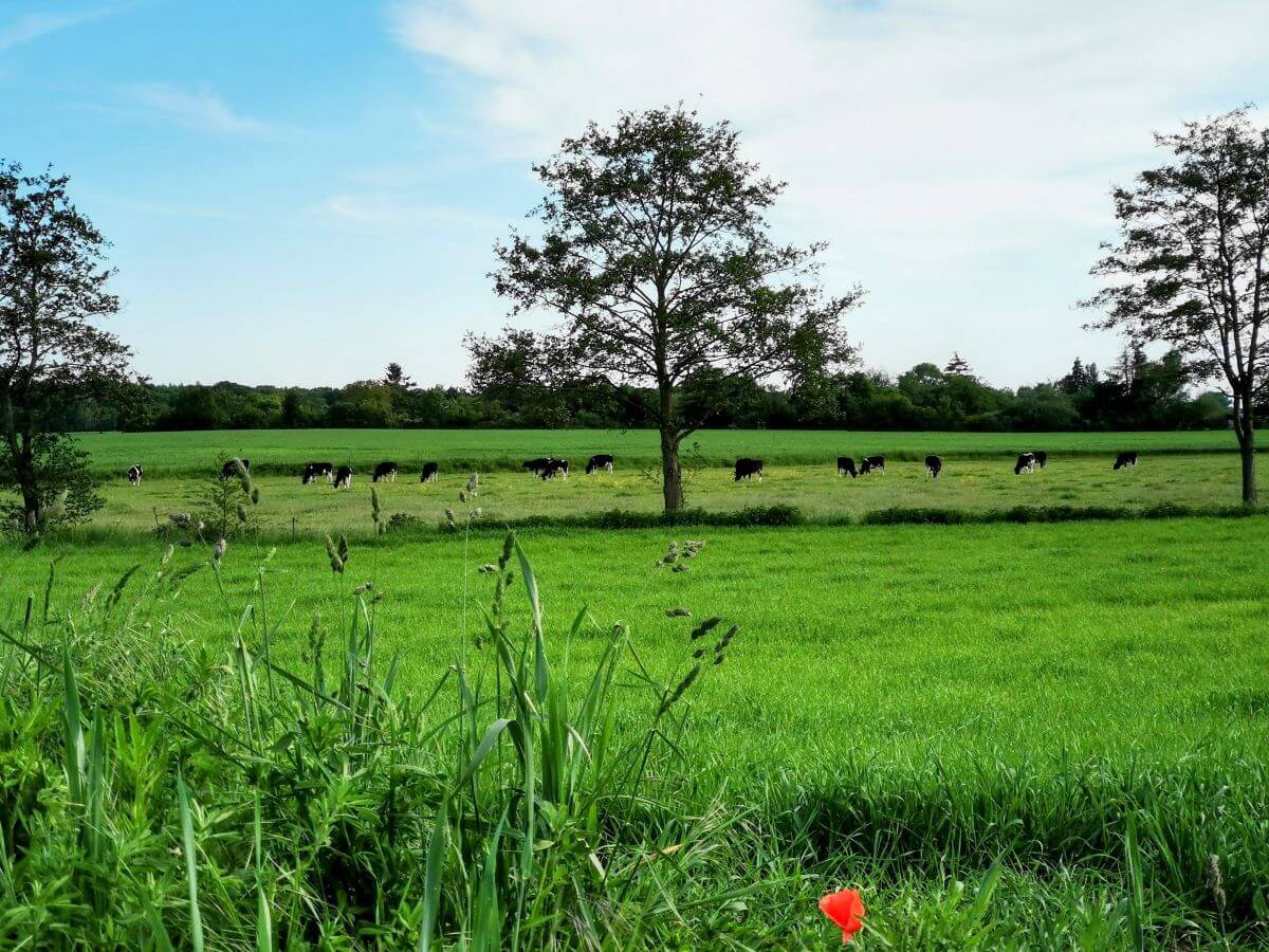 Weite Wiesen und Felder des Oberfelds, angrenzend an die Rosenhöhe, mit Blick auf landwirtschaftliche Flächen und Kleingärten.