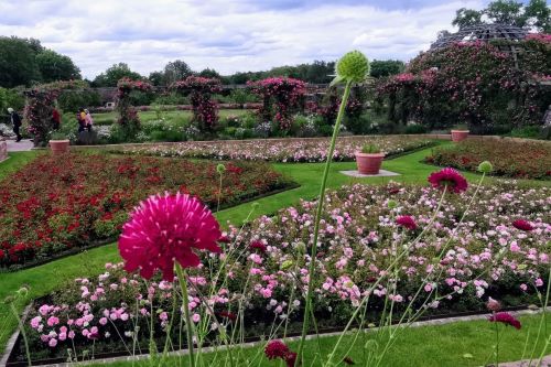 Duftende Rosen in leuchtendem Rot, zartem Rosé und strahlendem Weiß, dazu blühende Stauden, weite Wiesen und beeindruckende Baumriesen, historische Gebäude und noch viel mehr. Die Rosenhöhe in Darmstadt ist ein Park, den wir immer wieder gerne besuchen.