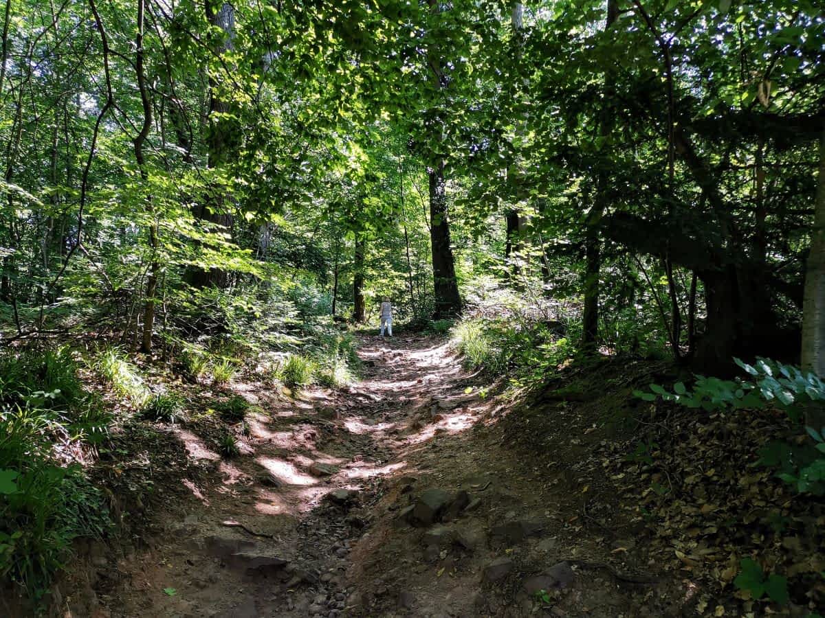 Wanderweg vom Bierhelderhof zum Königstuhl durch schattigen Wald