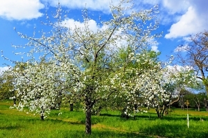 [title] - Streuobstwiesen prägen seit jeher das Landschaftsbild im Odenwald und bescheren uns prachtvoll-blühende Bäume,  regionale Spezialitäten und die Tradition des Apfelweintrinkens!