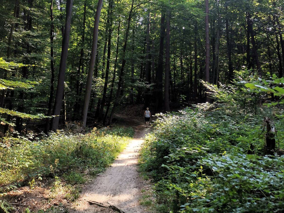 Schattiger Waldweg im Darmstädter Forst – führt zur Fischerhütte und  den Fischerteichen