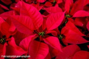 [title] - Weihnachtsstern  gehören zu den beliebtesten Zimmerpflanzen überhaupt.  Durch ihre unterschiedlichsten Farben und Formen eignen sich Weihnachtssterne hervorragend für viele weihnachtliche Deko-Idee