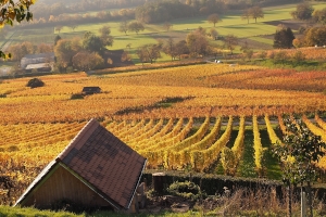 [title] - Im Herbst zieht es uns immer wieder in die Weinbaugebiete. Natürlich weil es herrlich ist, die letzten warmen Sonnenstrahlen inmitten gold leuchtender Weinreben zu genießen und weil der  Wein gerade Hochsaison hat und verkostet werden will.  