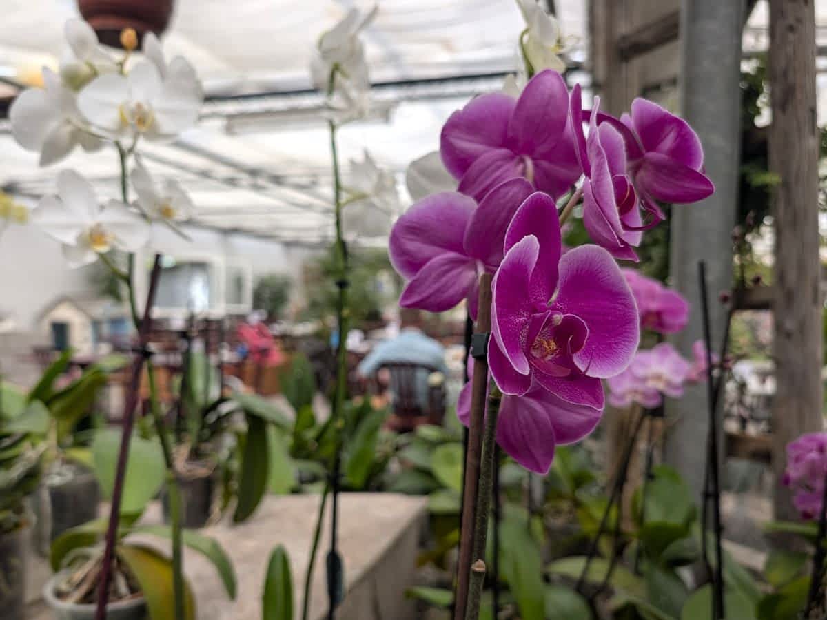 Violette Orchideen im Gewächshaus des Café Orchidee in Hornbach bei Birkenau