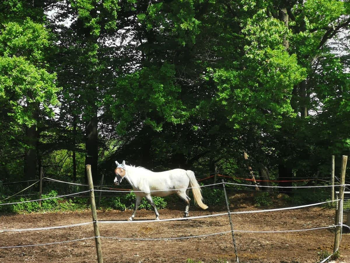 Pferd auf der Koppel am Reitverein Birkenau entlang der Rundwanderung