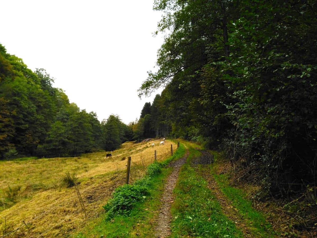 Wiesenpfad Schmaler Wanderweg im Eiterbachtal bei Siedelsbrunn Wiesenpfad Schmaler Wanderweg im Eiterbachtal bei Siedelsbrunn
