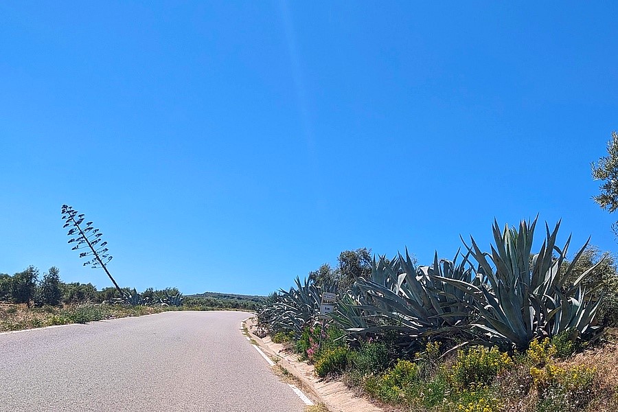 Andalusien: wildwachsende Agaven am Straßenrand zwischen Ronda und Setenil
