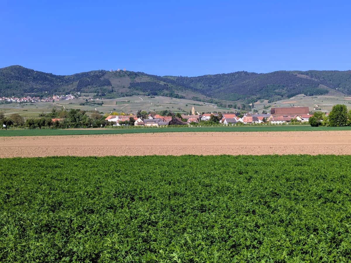 Weitläufige grüne Felder und Weinberge im Elsass vor der Kulisse der Vogesen unter strahlend blauem Himmel.