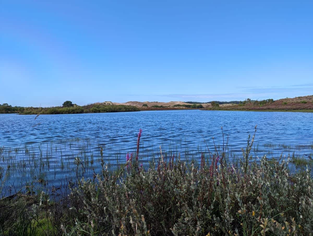 Die vielfältige Flora und Fauna der Schoorlse Duinen