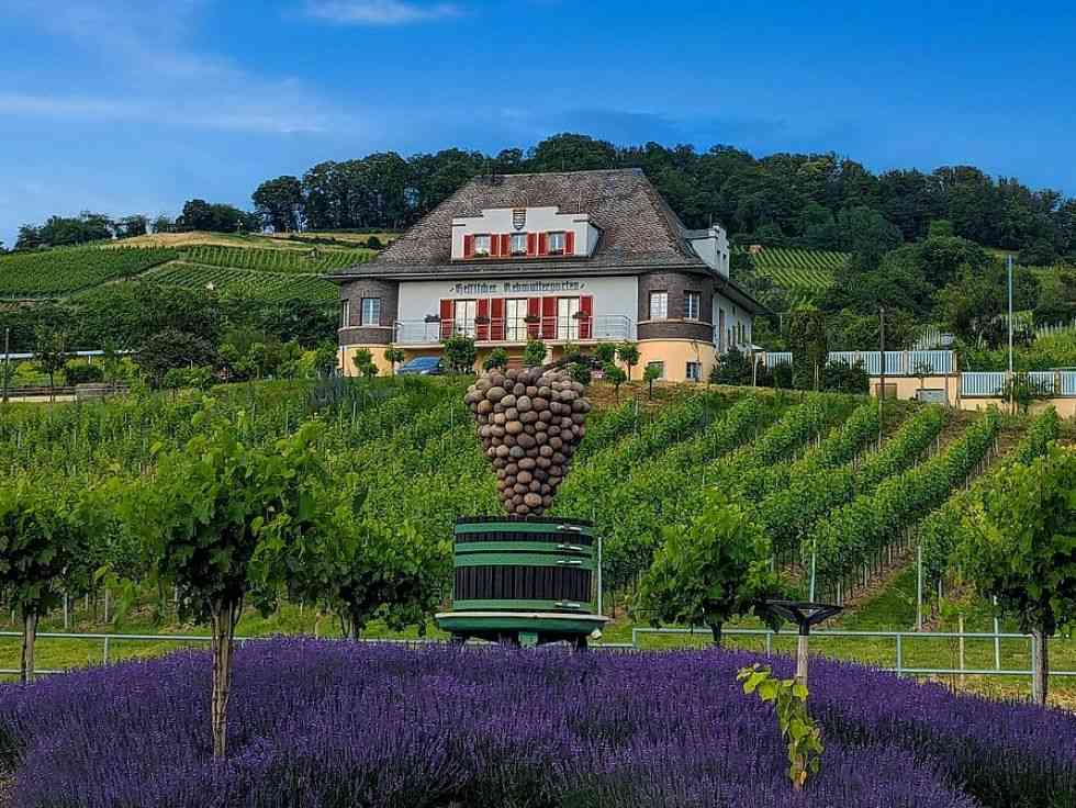 Ein üppiges Lavendelfeld im Vordergrund mit einer großen Skulptur in Form einer Weintraube auf einer alten Weinpresse, dahinter erstrecken sich Weinreben an einem Hang mit dem Hessischen Rebmuttergarten-Gebäude im Hintergrund
